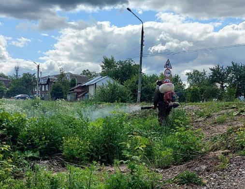 Родники начали обрабатывать от борщевика